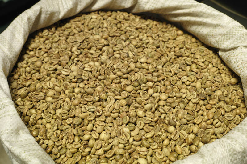 Robusta